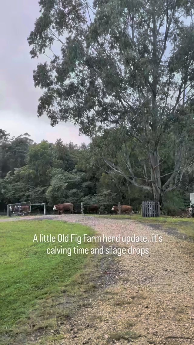 Old Fig Farm