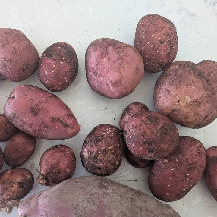 Old Fig Farm
