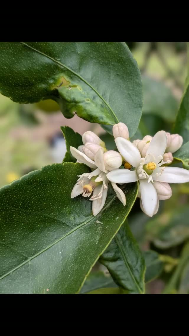 Old Fig Farm